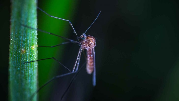 zanzara, west nile, palù