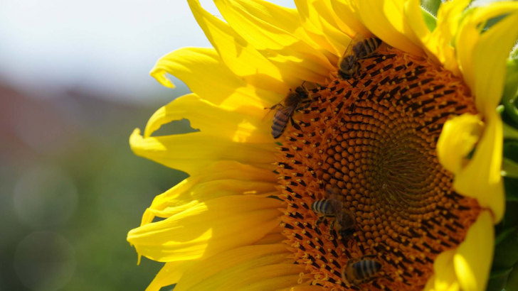 biodiversità
