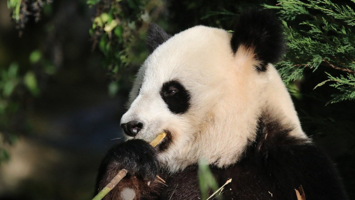 panda biodiversità