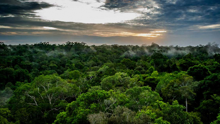 foresta